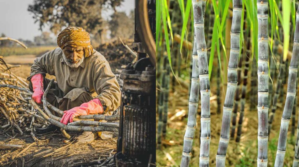 Sugarcane Farmers Of Punjab Recive Rs 1 Crore